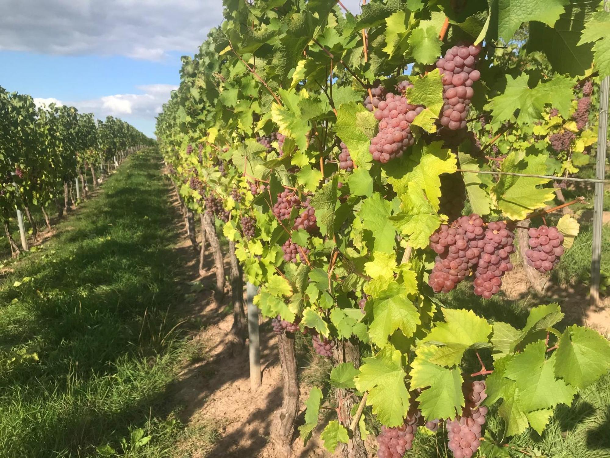 Gaestehaus Und Weingut Bernd Frieden Nittel Exteriér fotografie